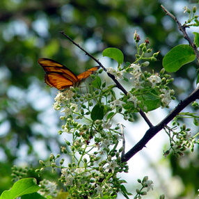 MARIPOSAS